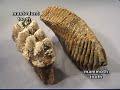 Bothwell Mastodont Dig - Indiana State Museum