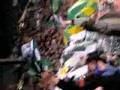 videos de Timber Jim's Last Game