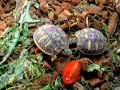 mes voraces de tortues!!!