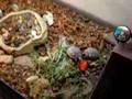 mes voraces de tortues!!!