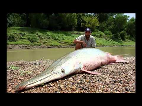 how to care alligator gar