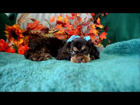 Benji AKC Chocolate Tan Male Cocker Spaniel Puppy for sale!