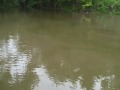 Flathead Catfish Contest Winner