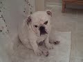 Herschel the Bored Bulldog Puppy Part II