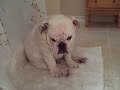 Herschel the Bored Bulldog Puppy Part II