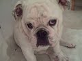 Herschel the Bored Bulldog Puppy Part II