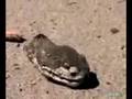 videos de Snake with head cut off - just when you thought it was safe !