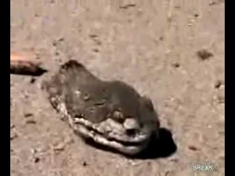how to snap a snake's head off