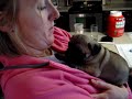 Thunder T --  5 week old  Fawn Pug