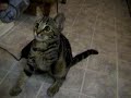 Stitch the kitty playing fetch.