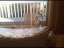 Crazy Bird in Window Feeder
