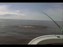 Jean Costa Rica Tarpon Jean Costa Rica Tarpon