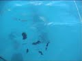 Gale Pesca Dalla Barca Maldive
