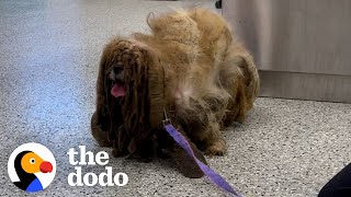 Matted dog looked like he had 6 legs now he looks completely different | The Dodo Faith = Restored by The Dodo