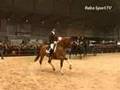 Paardensport - KWPN Paard van het jaar