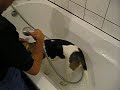 Beagle In Bad
