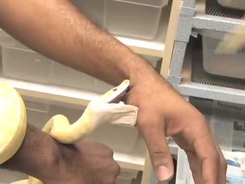SnakeBytesTV-Snake Bites, Dog Attacks And More
