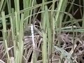 Lantaarntje jaagt op klein insect Lantaarntje jaagt op klein insect
