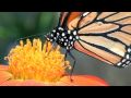 Pep - Nectar Boy (ambient dubstep)
