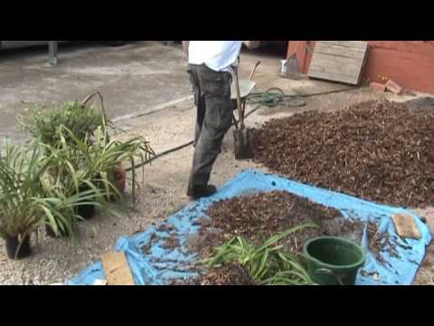 how to replant cymbidium orchids