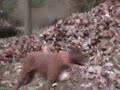 Wild Puppy