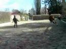 Vid�o de ma jument Courageuse