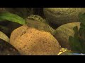 Hillstream loach scuffle Hillstream loach scuffle