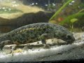 2 Rippenmolche unterwegs auf Nahrungssuche