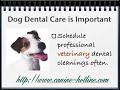 Dog Oral Hygiene - Dog Dental Care - Dog Tooth Care Dog Oral Hygiene - Dog Dental Care - Dog Tooth Care