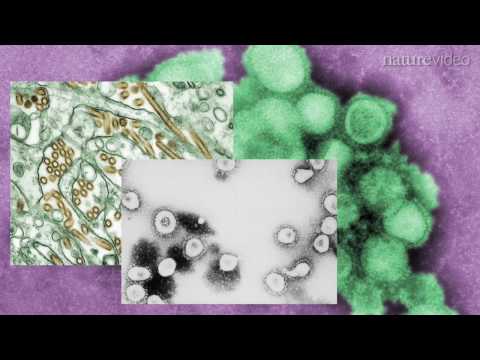 Virus hunting in Cameroon: by Nature Video