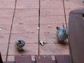 videos de Crested pigeon bullies a noisy miner bird