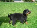 Onze rottweiler pup Noah Onze rottweiler pup Noah