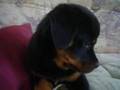 Onze rottweiler pup Noah