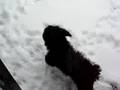 Bichón Habanero video