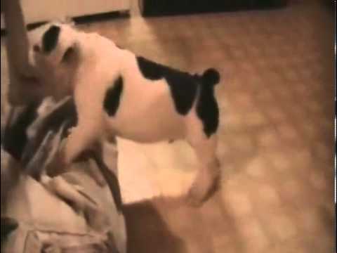 Bulldog puppy playing