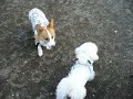 Goro@Welsh corgi 20061201 Bichon Frise