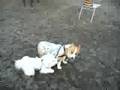 Bichón Frisé video