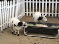 Talking Goat