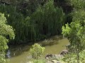 WALKABOUT in Dubbo.wmv WALKABOUT in Dubbo.wmv