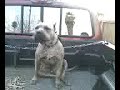 Bull mastiff says i want my momma