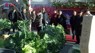 Melhores Couves de Natal foram premiadas em Celorico da Beira