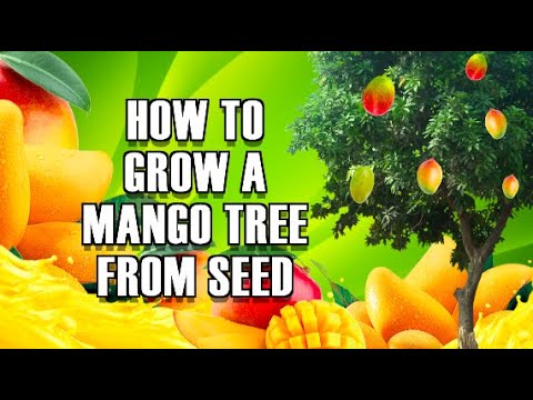 how to grow mango from seed