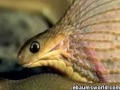 Snake Eat Egg