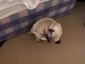 A dog eating his tail