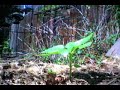 sunflower time lapse