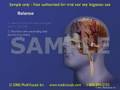 3D Medical Animation: Neural Pathways