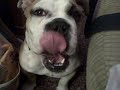 Lucy English Bulldog Loves McDonalds Cheeseburgers