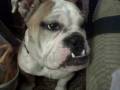 Lucy English Bulldog Loves McDonalds Cheeseburgers
