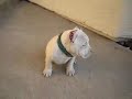 www.MEHICASTYLEPITS.com www.MEHICASTYLEPITS.com