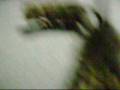 videos de kittys 2